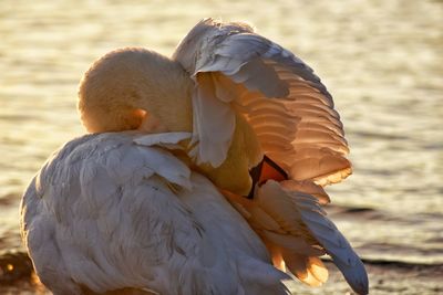 Close-up of swan on lake