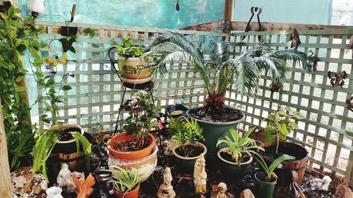 Close-up of potted plants hanging on window