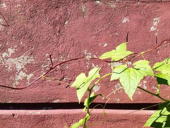 Ivy growing on wall