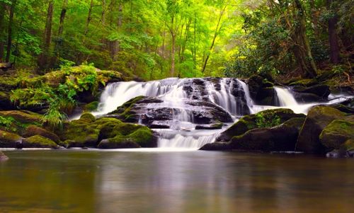 Stream flowing through forest