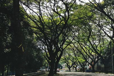 Trees and plants growing in park