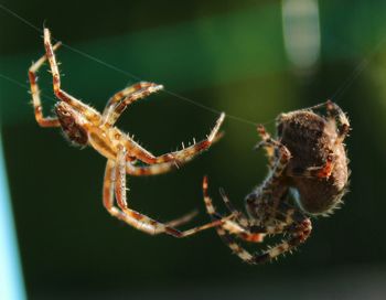 Close-up of insect