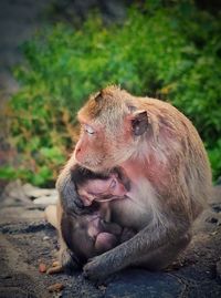 Close-up of monkey sitting outdoors