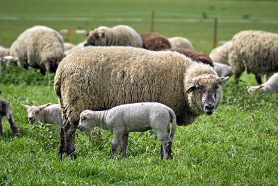 Sheep grazing in a field