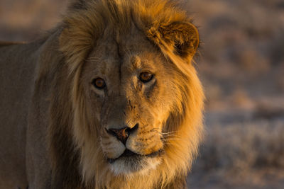 Close-up of lion looking away