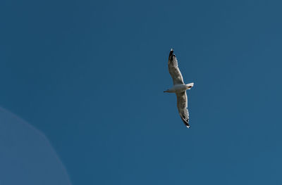 Low angle view of seagull flying