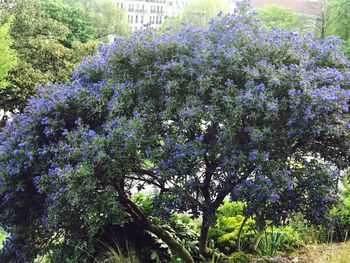 View of blooming tree