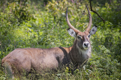 Portrait of deer standing in forest