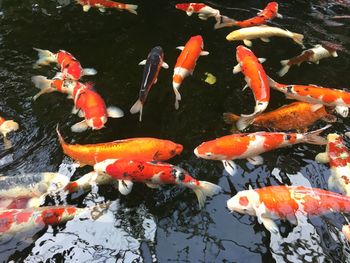 View of koi carps swimming in lake