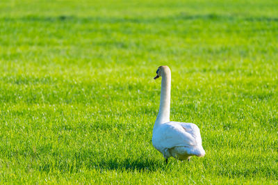 White swan in a field