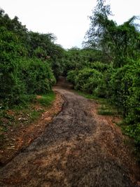 Road amidst trees against sky