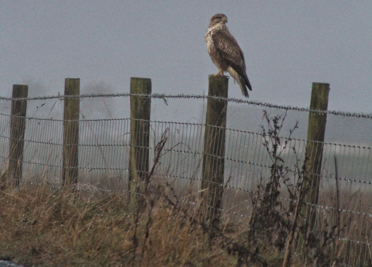 BIRD PERCHING ON WIRE AGAINST SKY