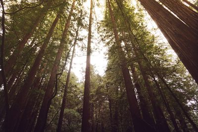 Low angle view of bamboo trees in forest