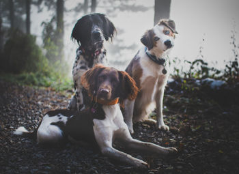 Portrait of dogs sitting on field in forest