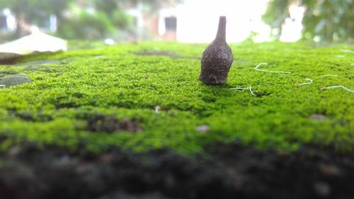 Close-up of moss on grass