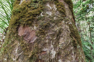 Close-up of moss on tree trunk