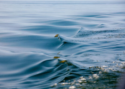 High angle view of water waves