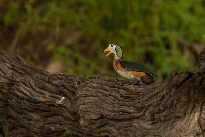 Close-up of bird perching on tree trunk