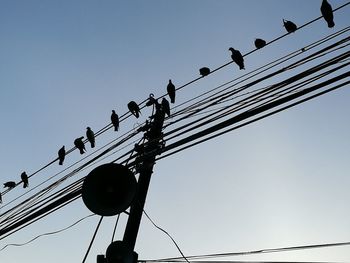 Low angle view of birds perching on cable against sky