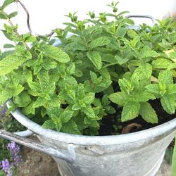 High angle view of potted plant