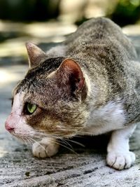 Close-up of a cat looking away