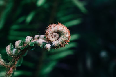 Macro shot of green new growing fern leaf