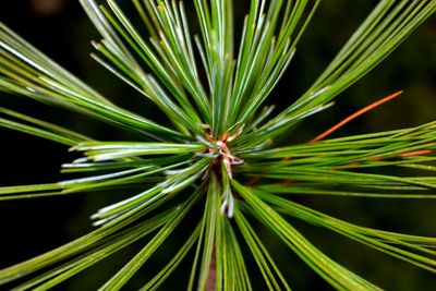 Close-up of plant