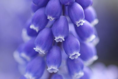 Close-up of purple flower