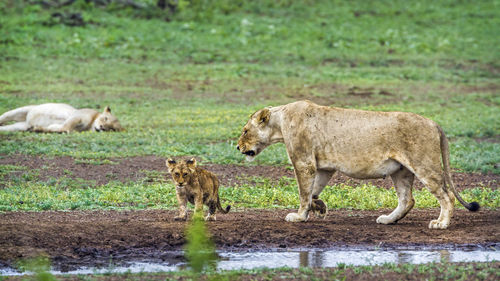 Lioness walking with cub on land