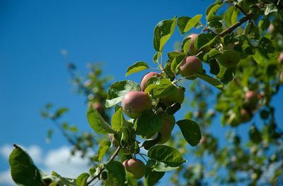 Low angle view of apple growing on tree against sky