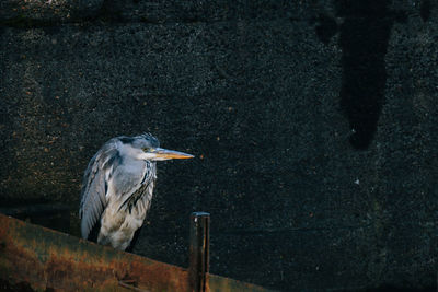 Bird perching against wall