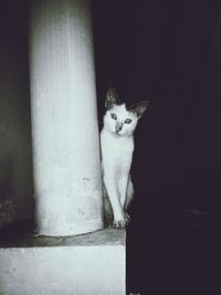 Cat sitting on floor