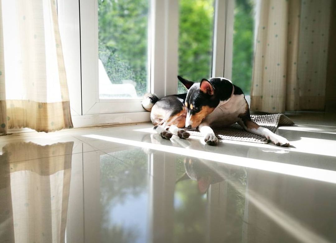 DOG BY WINDOW ON FLOOR