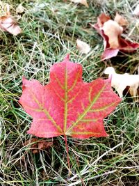 Close-up of dry maple leaf on grass