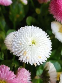 Close-up of white daisy flower