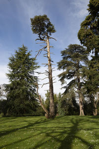 Pine trees on field against sky