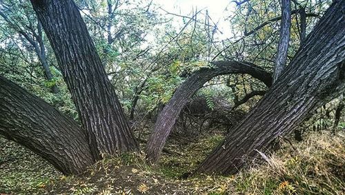 Trees in forest