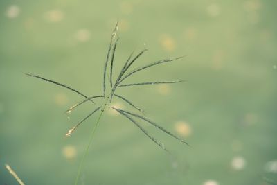 Close-up of fresh grass in field