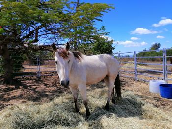 Horse standing in ranch