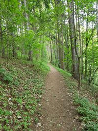 Road amidst trees in forest