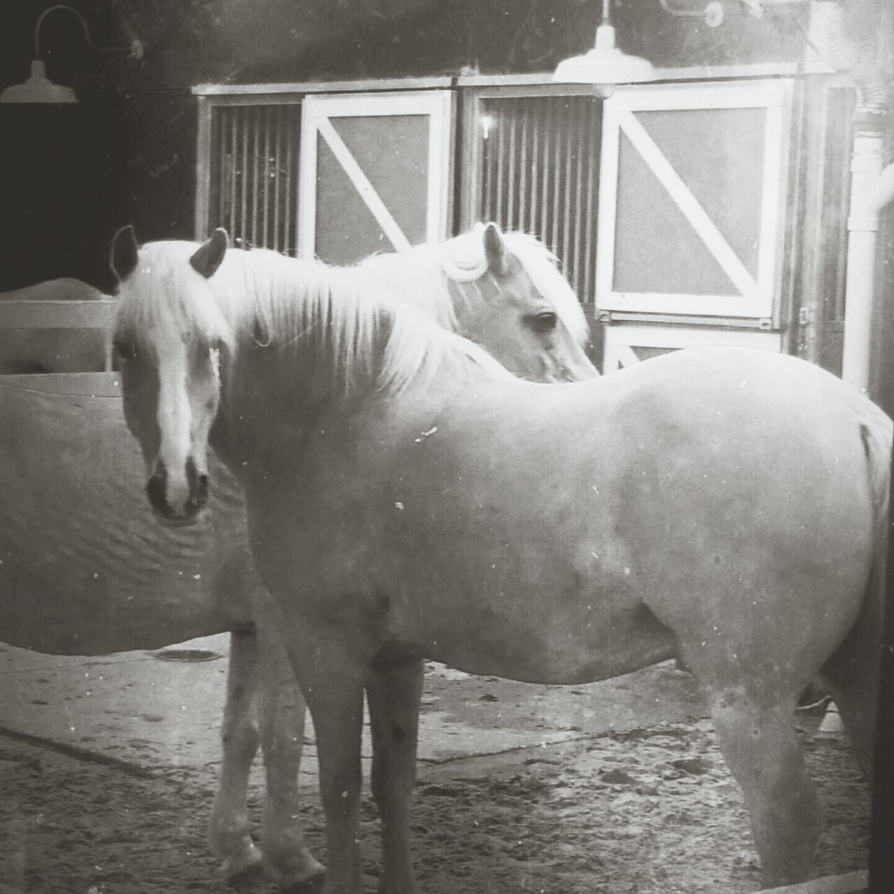 animal themes, domestic animals, mammal, one animal, livestock, horse, two animals, standing, herbivorous, pets, fence, no people, animal pen, animal head, day, zoology, full length, white color, working animal, close-up