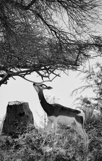 Side view of horse standing on field