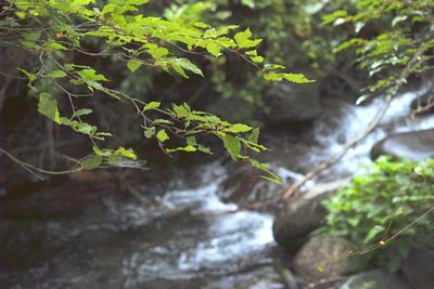 Close-up of leaves growing on tree trunk in forest