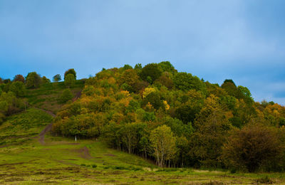 Trees on field against sky