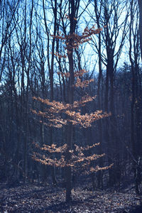 Bare trees in forest against sky