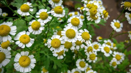 Close-up of white daisy flowers