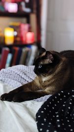 Close-up of a cat resting on table at home