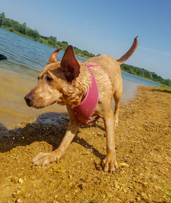 Dog on beach