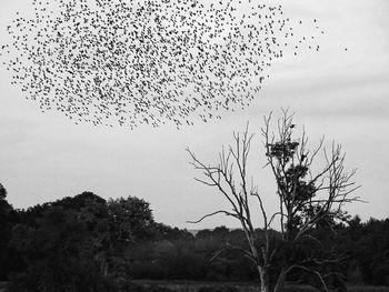 Flock of birds flying in the sky