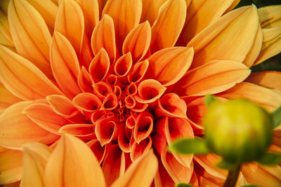 Close-up of dahlia